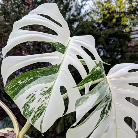 monstera variegata